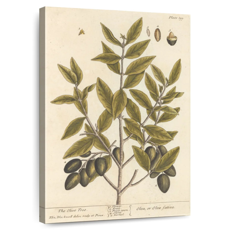 Keiri Olive Branch II, 36" H x 24" W
