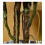 Faux arbres à grandes tortues-111016227