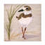 Art mural sur toile tendue - Barbara Fallenbaum «Wilson Plover On The Beach», art mural pour salon, chambre à coucher ou bureau - 14 x 14