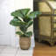 36'' Faux Fiddle Leaf Fig Plant in Wicker/Rattan Basket