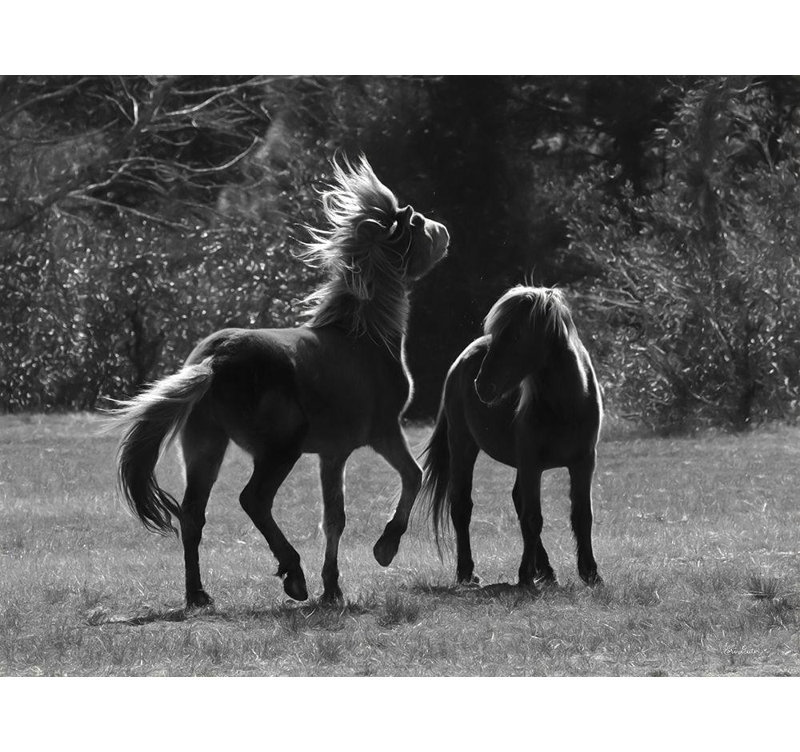 «Red Barrel Studio® Deiter, Lori», art sur toile tendue sous le titre «Black and White Assateague Horses», H 36 po x l 47 po
