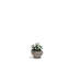 Luna Planter-921280416-921280421