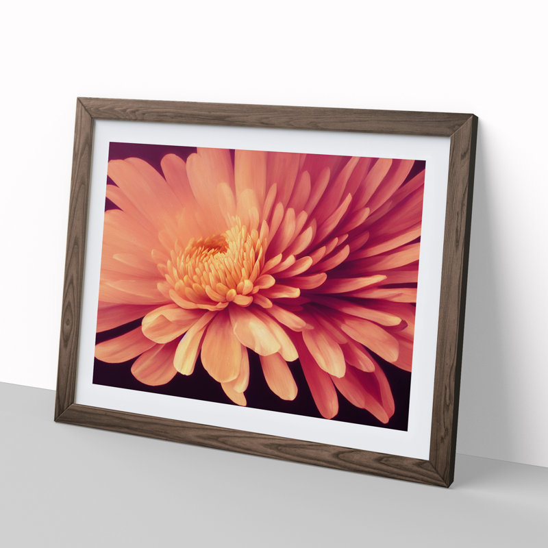 Gorgeous Chrysanthemum Flower - Single Picture Frame Print, 34cm H x 46cm W x 2cm D, Walnut Framed