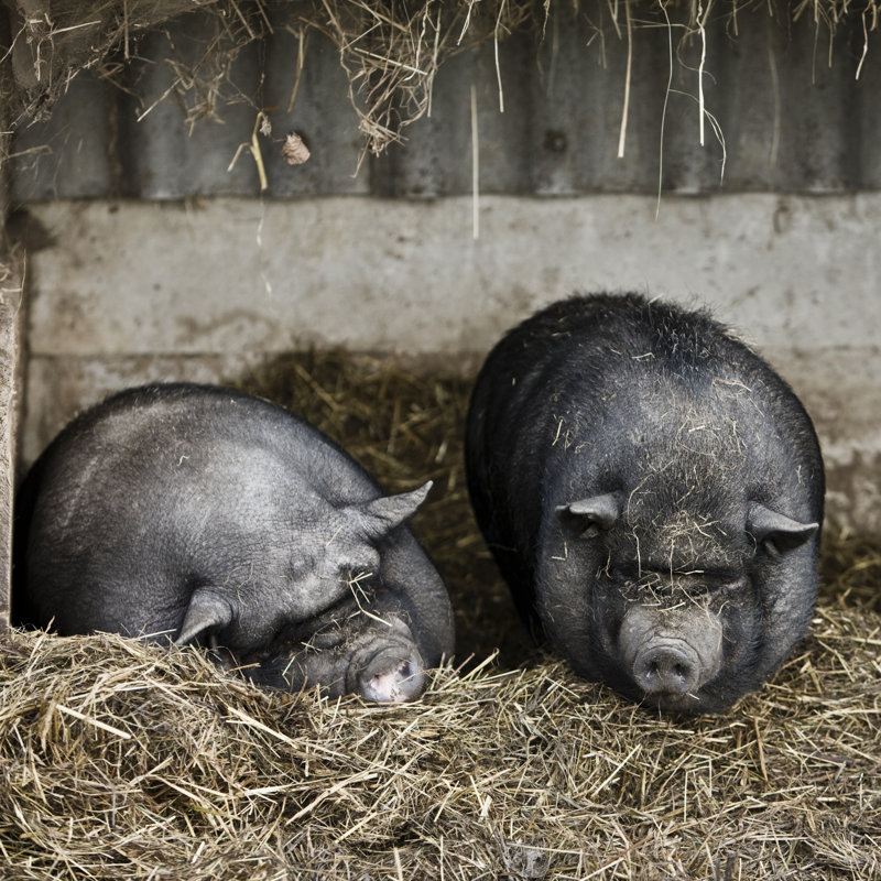 Pot Bellied Pigs - Wrapped Canvas Print, 76cm H x 76cm W