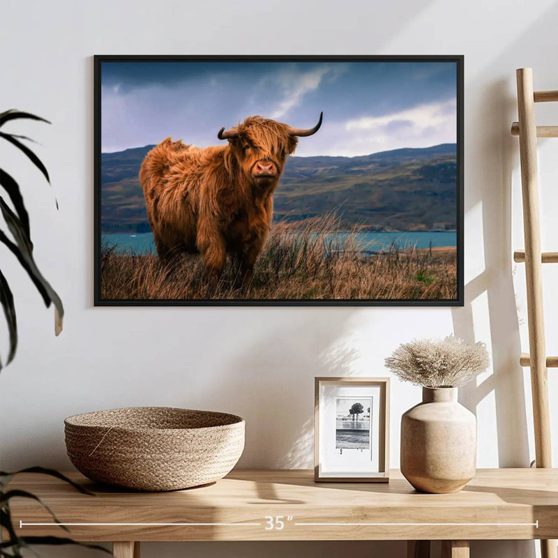 Grande vache Highland de Brampt, H 17 po x l 25 po