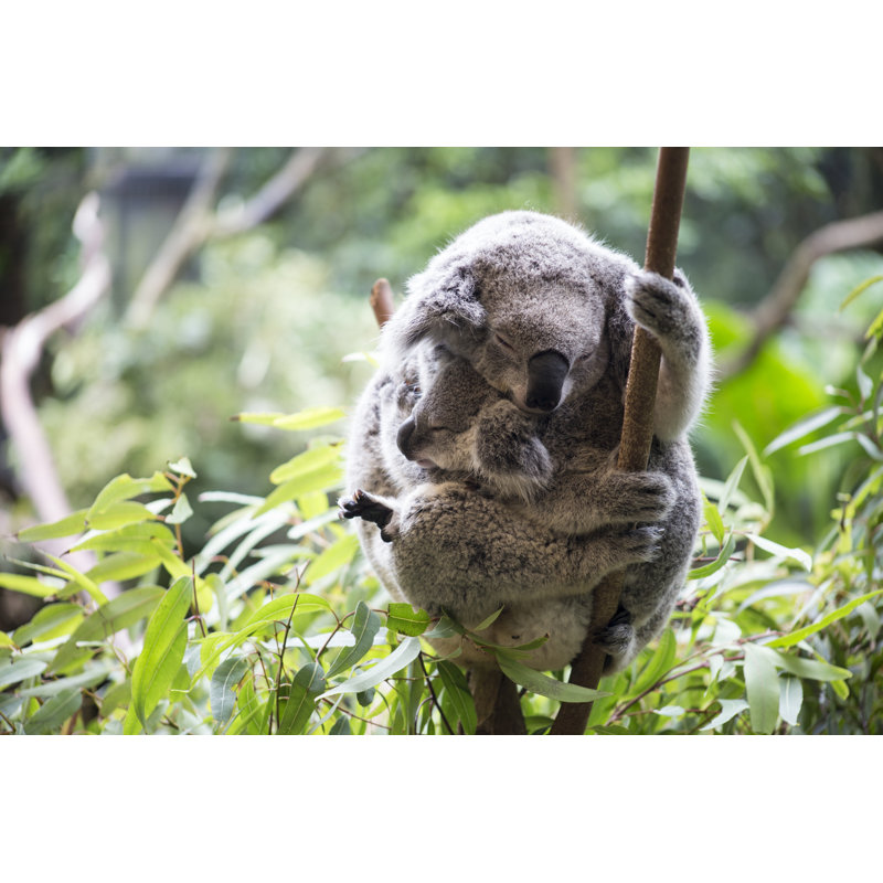 Koala And Her Joey by Kylieellway - Wrapped Canvas Print, 30cm H x 46cm W x 3.8cm D