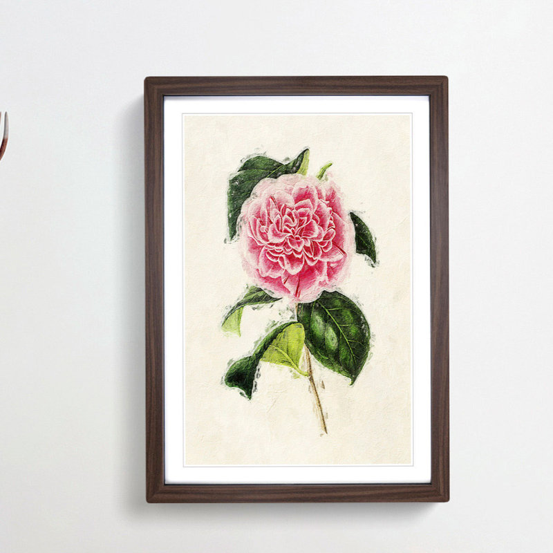 Illustration of a Pink Japanese Camellia - Picture Frame Painting Print, 36cm H x 27cm W x 2cm D, Walnut Framed