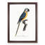 Blue and Yellow Macaw Parrot by F. Levaillant - Framed Print-55544240-55544241