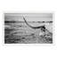 The Horn Print by Cornell, Jean-1077278281-1077278282
