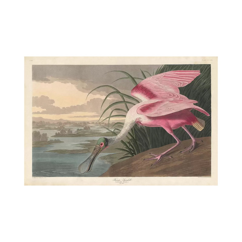Roseate Spoonbill, 1836 by John James Audubon - Wrapped Canvas Gallery-Wrapped Canvas Giclée, 20.32 cm H x 30.48 cm W