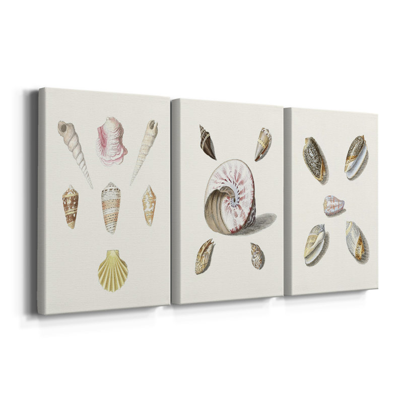 Pastel Knorr Shells I  -Custom Wrapped Gallery Canvas - 3 Pieces, 12" H x 24" W