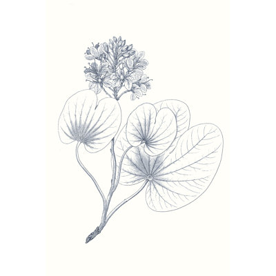 Indigo Botany Study IV by Vision Studio - Wrapped Canvas Print
