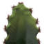 Cactus succulent en pot