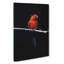 Perched Parrot In Abstract - Wrapped Canvas-55340162