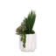 Succulent in Pot