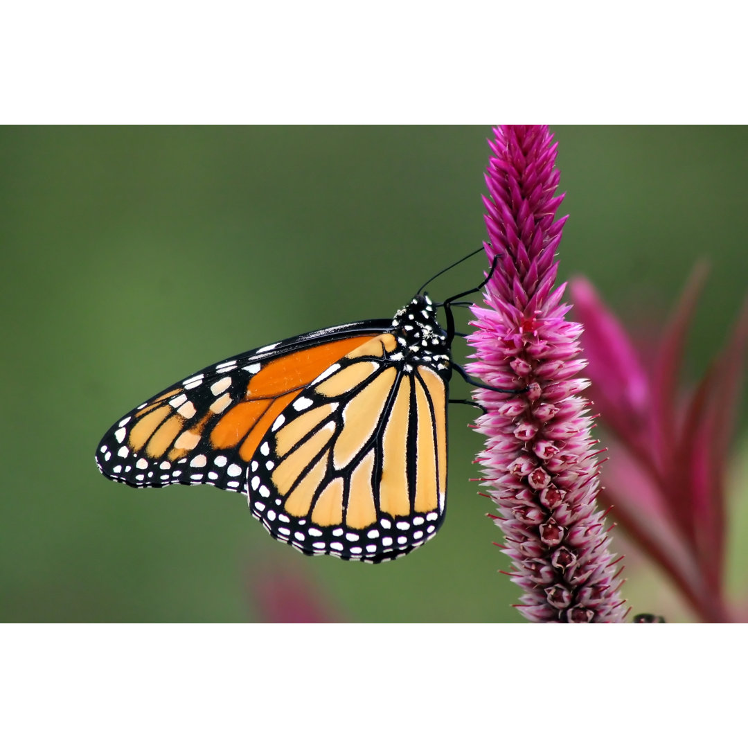 Close Up Foto eines Monarchfalters, hockt auf einer Blume von DWPhoto - Drucken