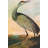 Sandhill Crane-2040659343