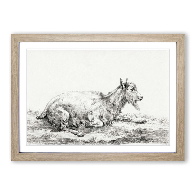 Resting Goat by Jean Bernard - Picture Frame Drawing Print, 27cm H x 36cm W x 2cm D, Oak Framed
