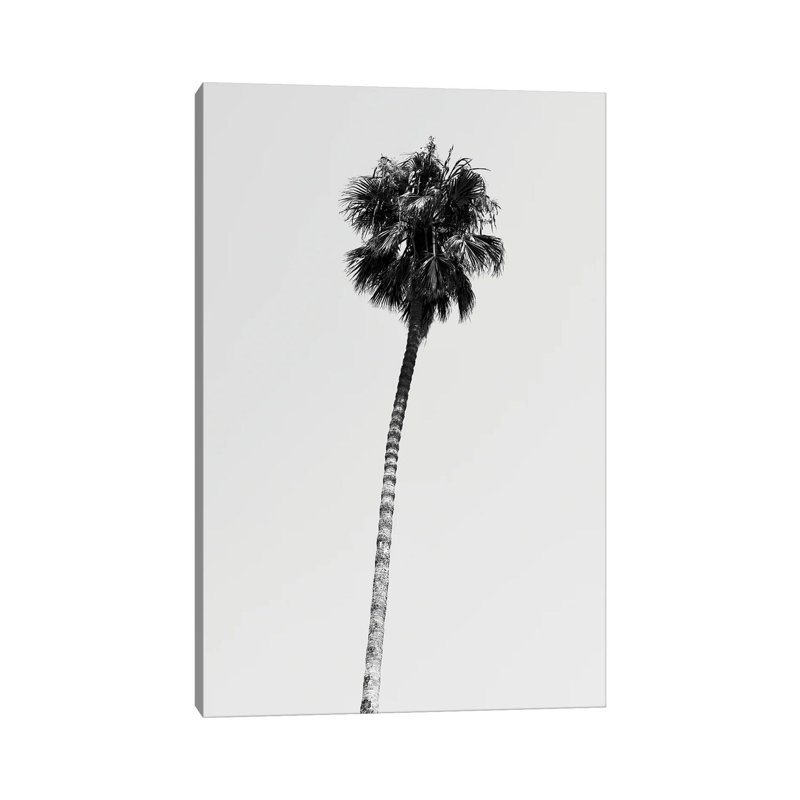 Hollywood Palm Tree by Philippe Hugonnard - Wrapped Canvas Print, 101.6 cm H x 66.04 cm W x 3.175 cm D