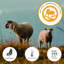 Natural Balance 1000 Pocket Wool Hybrid Mattress with Eco Foam-124123190