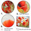 Radiant rouge coquelicots-97057744-97057751