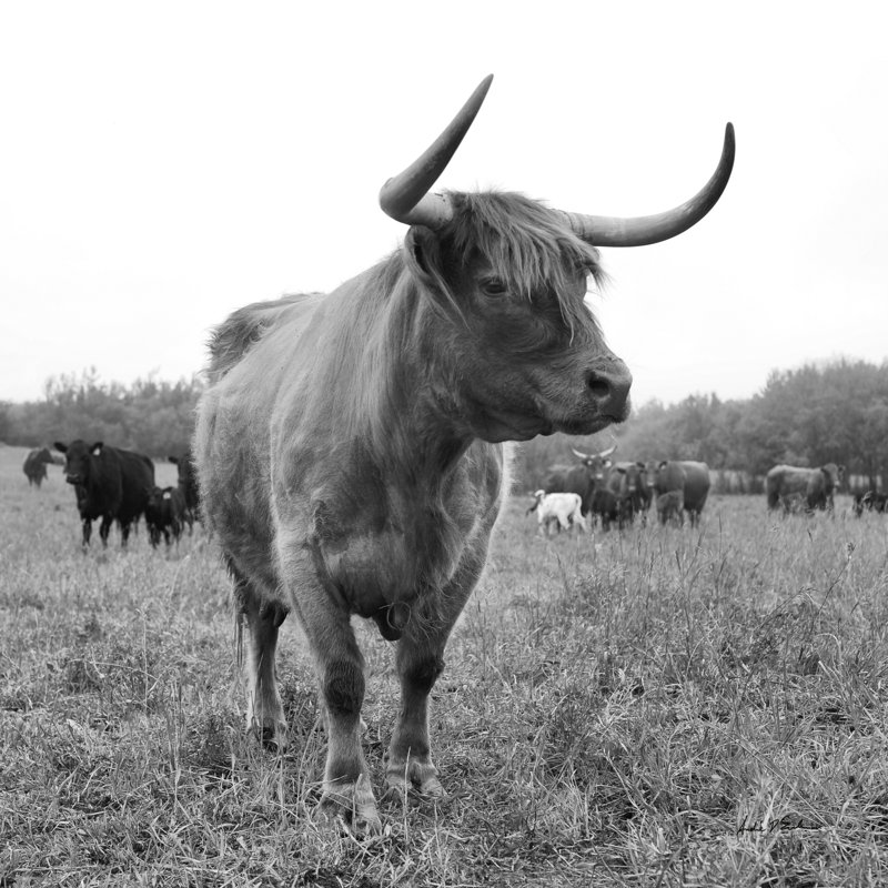 On The Ranch II by Andre Eichman - Wrapped Canvas Print, 76cm H x 76cm W