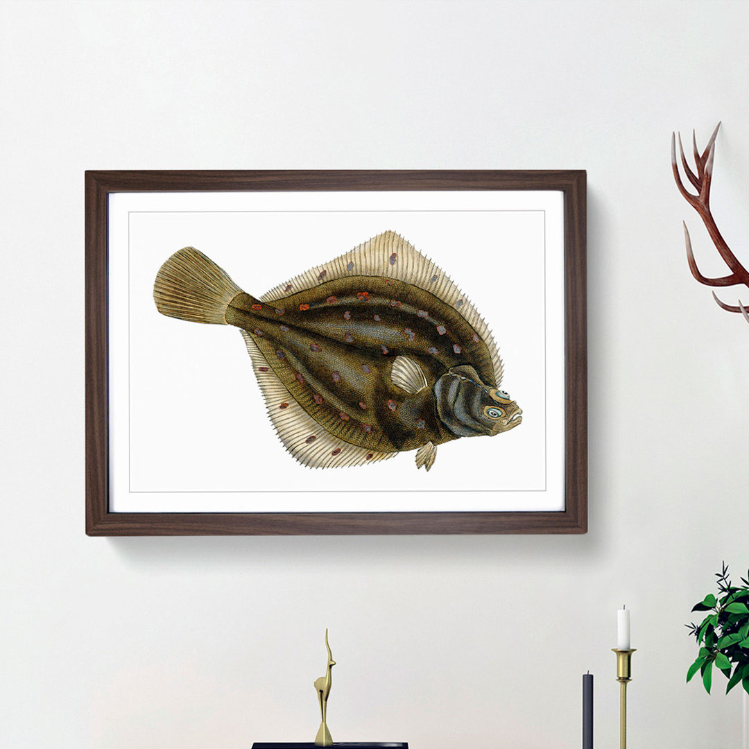 Plaice Fish by Edward Donovan - Picture Frame Painting Print