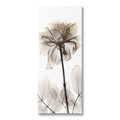 «Blooming Opaque Flower» par Albert Koetsier sur