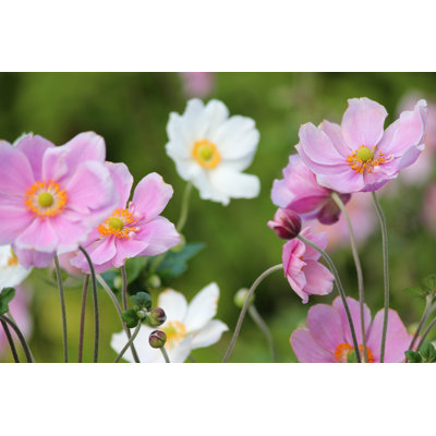 Pink and White Japanese Anemone Flowers 1 Piece Wrapped Canvas Wall Art