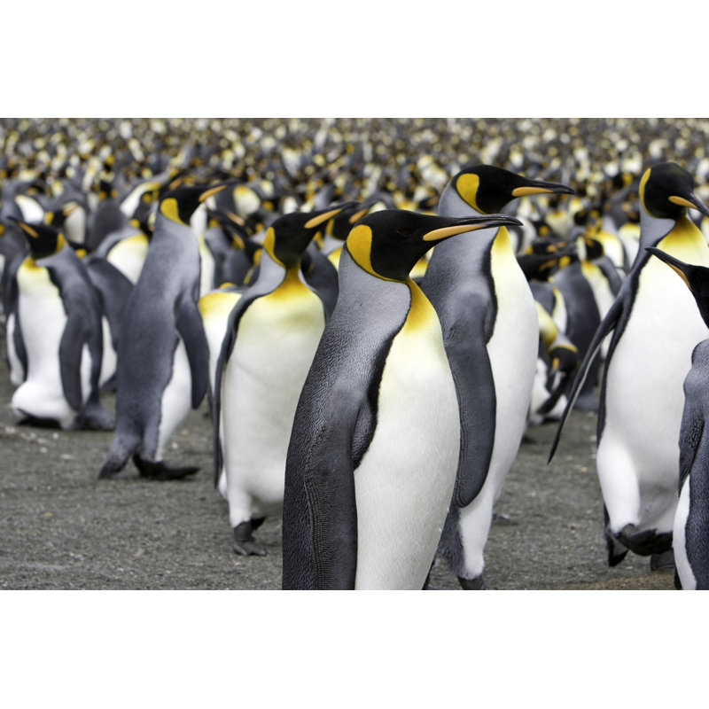 King penguins, 20cm H x 30cm W