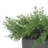 Asparagus Fern In Sandy Black Rectangular Ceramic-1360686082