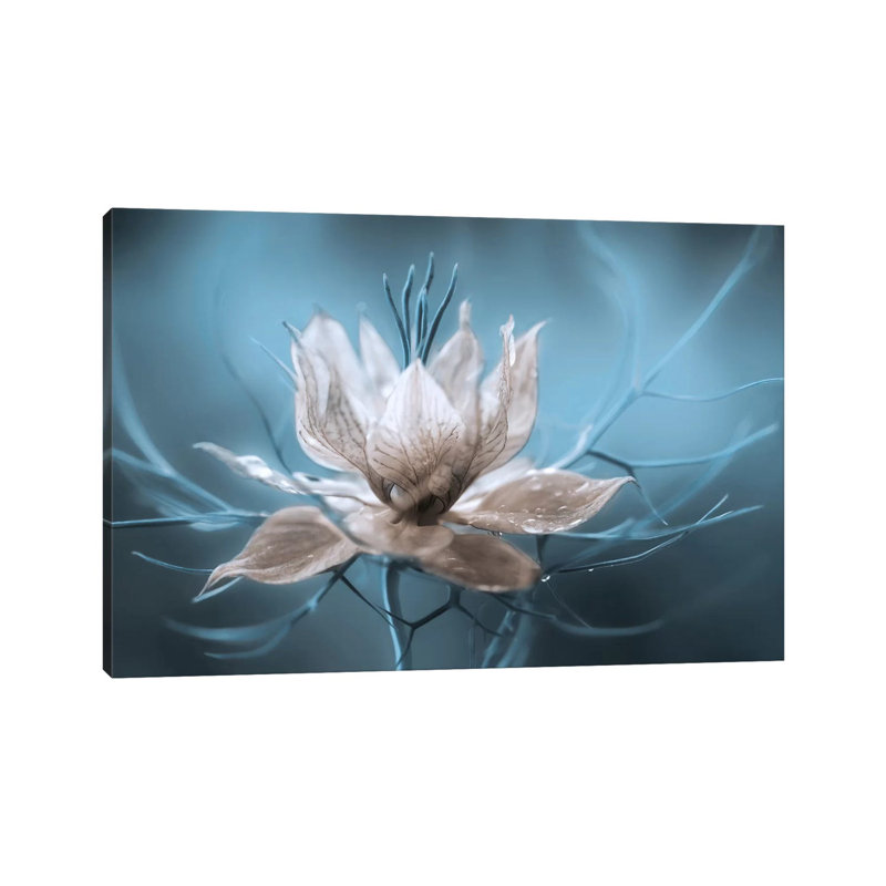 «Nigella I» par Mandy Disher - reproduction de photo, Toile tendue, H 18 po x l 26 po x P 1,5 po
