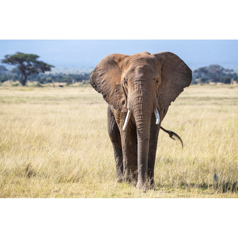 Bull Elephant by Rixipix - Wrapped Canvas Print, 20cm H x 30cm W
