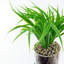 35cm Faux Plant in Ceramic Pot