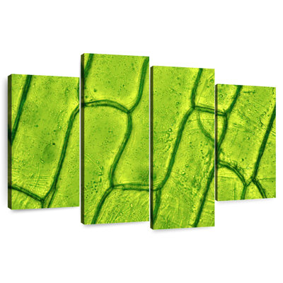 Plant Cells