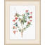 Pomegranate Plant Illustration Print by Lillian August