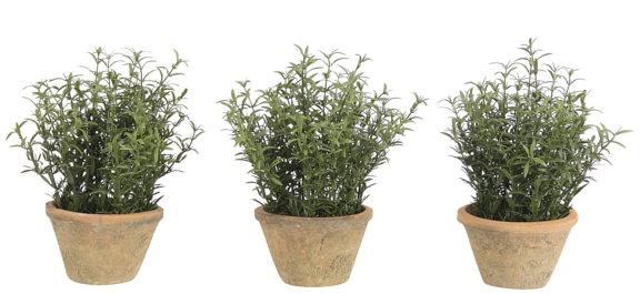 UV Rated | Rosemary, Green, Terracotta Pot/3, 6wx6dx8h