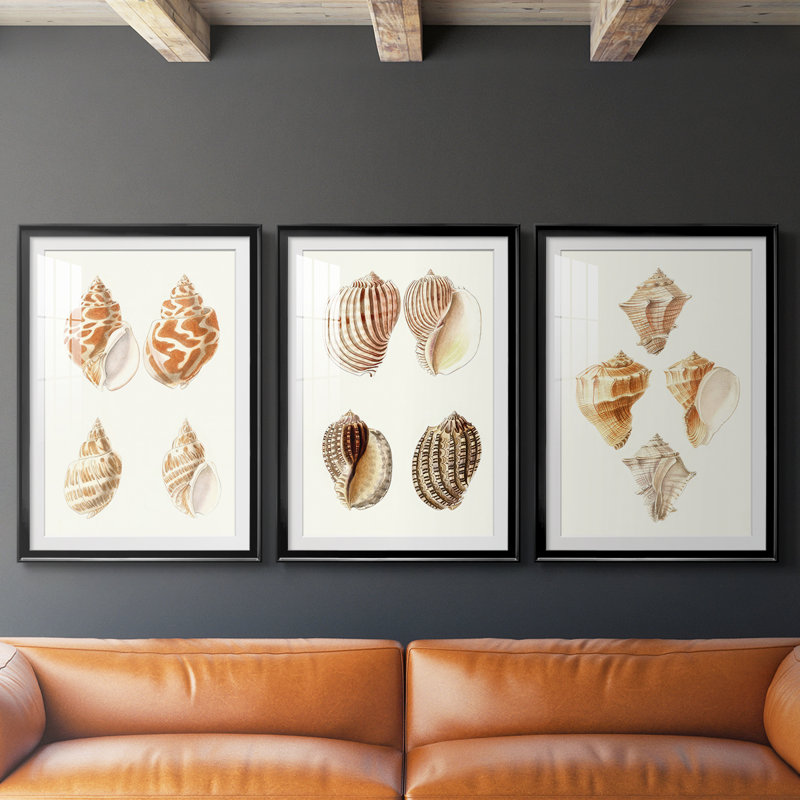 Lamarck Shells IV - reproduction encadrée sur mesure de qualité supérieure mate - 3 pièces, H 19 po x l 27 po, Noir