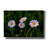 'Leucanthemum' by Rick Berk Canvas Wall Art