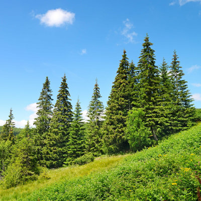 " Beautiful Pine Trees "