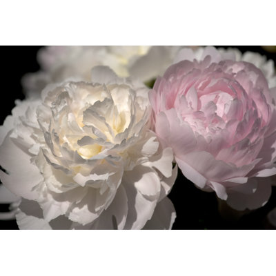 Pivoines par Tillsonburg
