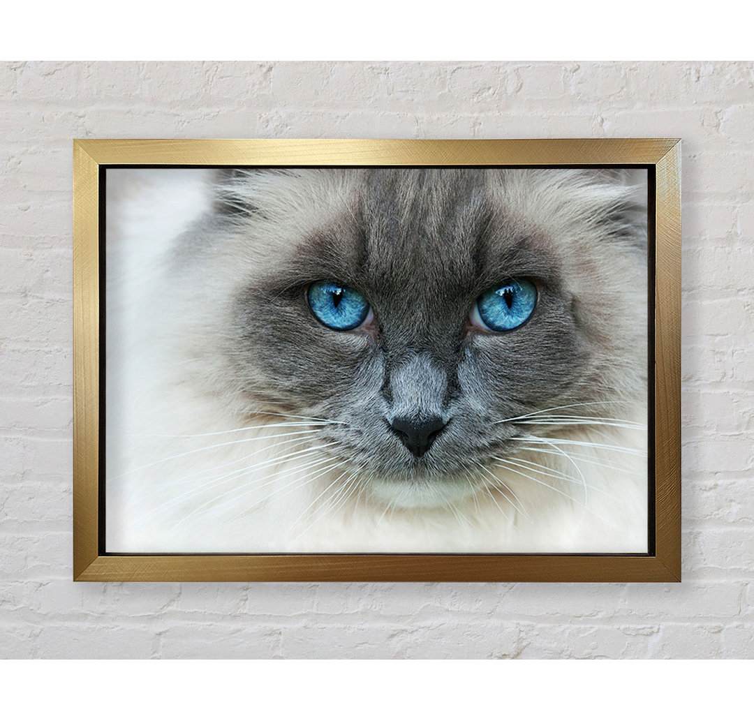 Ragdoll-Katzengesicht - Einzelner Bilderrahmen Kunstdrucke