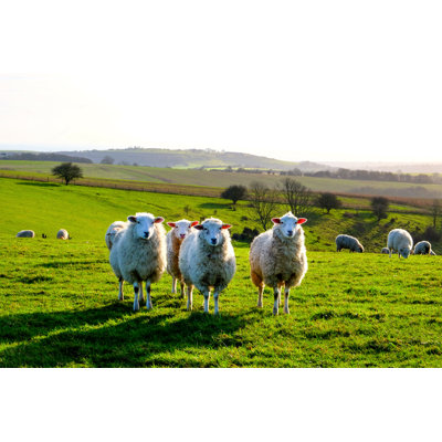 Four Sheep by Gill Copeland - Wrapped Canvas Print