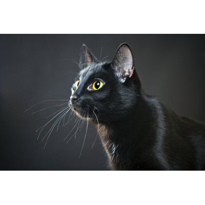 Portrait d'un chat par Sergueïeva