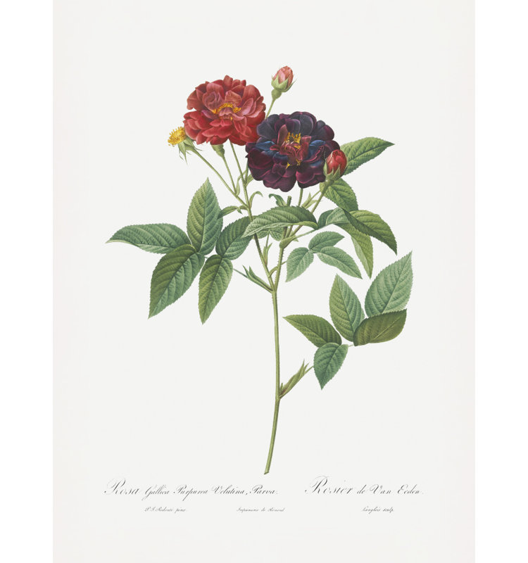Wrapped Canvas Print, 76.2cm H x 50.8 cm W