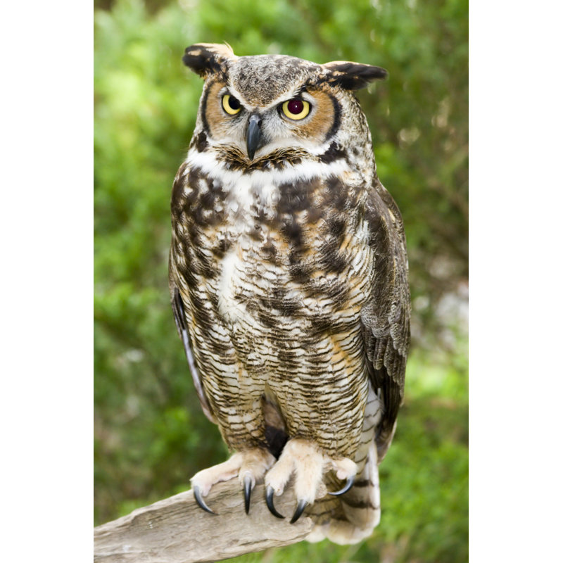 One Great Horned Owl Sitting On A Branch Outdoors by JillLang - Wrapped Canvas Print, 30cm H x 20cm W