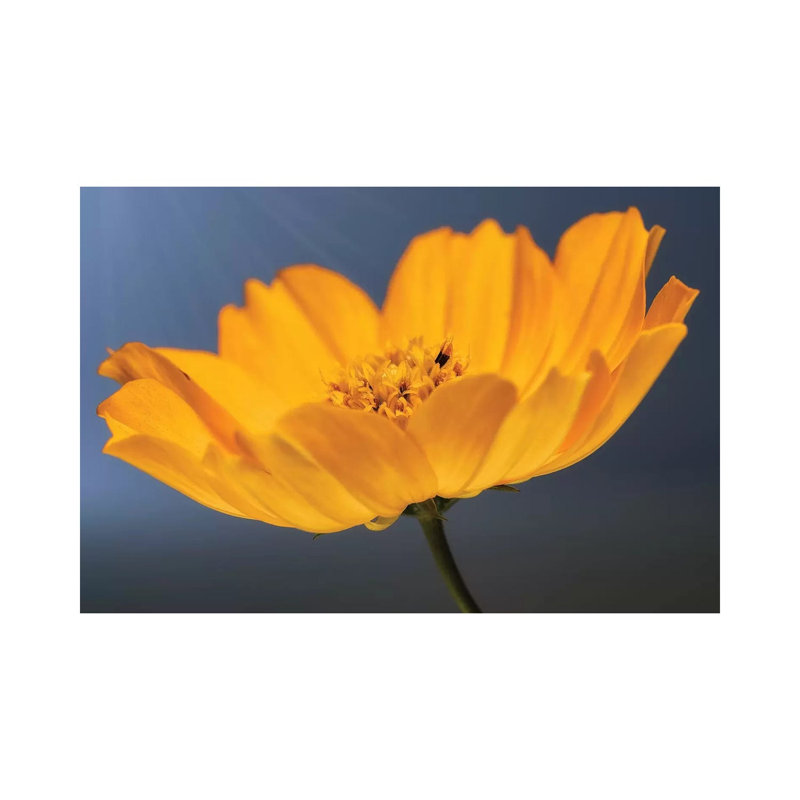Yellow Flower of Calendula 1 Piece Wrapped Canvas Wall Art, 66.04cm H x 101.6cm W x 1.9cm D