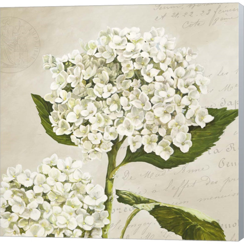 «Hydrangeas II (Neutre)» par Remy Dellal, art mural sur toile, H 24 po x l 24 po x P 1,5 po
