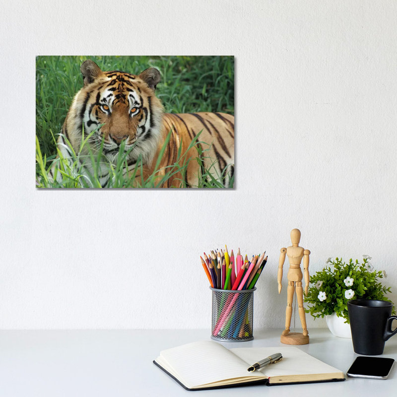 Bengal Tiger, Hilo Zoo, Hawaii by Gerry Ellis - Wrapped Canvas Print, 20.32 cm H x 30.48 cm W