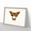 Emperor Moths Illustrations by Charles D' Orbigny - Picture Frame Painting Print-55539557-55539556